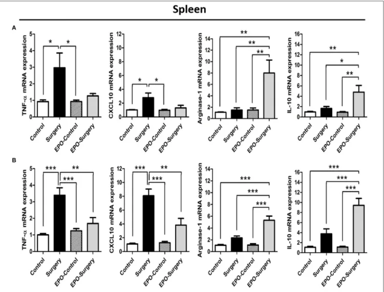 FIGURE 2 | mRNA expression of selected M1-related and M2-related genes in the spleen following abdominal surgery in mice