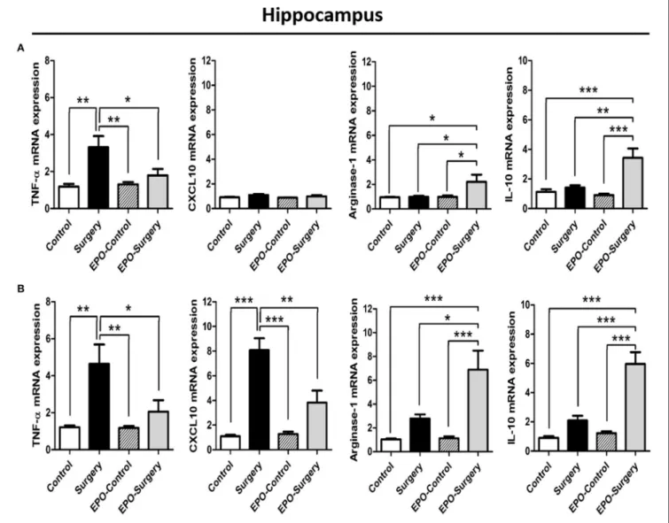 FIGURE 3 | mRNA expression of selected M1-related and M2-related genes in the hippocampus following abdominal surgery in mice