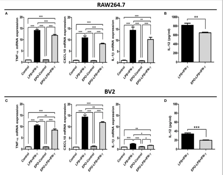 FIGURE 4 | In vitro evaluation of the M1 phenotype in RAW 264.7 and BV2 cells after lipopolysaccharide (LPS) and interferon (IFN)-γ treatment