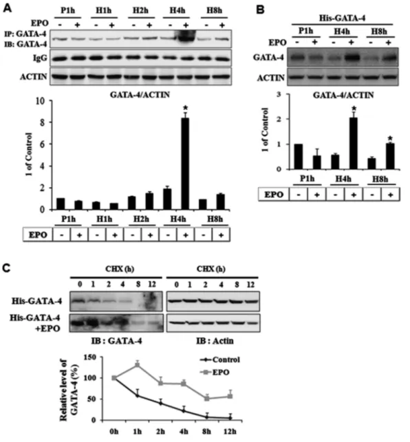 Fig.  2.  EPO Increased GATA-4 Protein Level under Hypoxia
