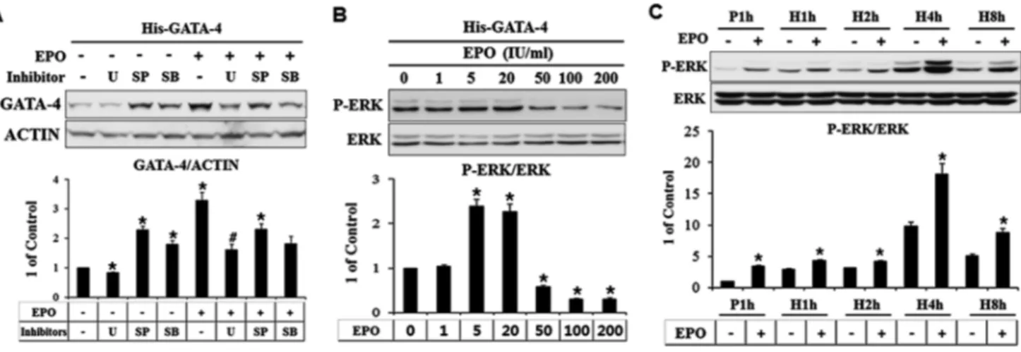 Fig.  4.  EPO-Activated ERK Kinase Increased GATA-4 Phosphorylation and Its Protein Level
