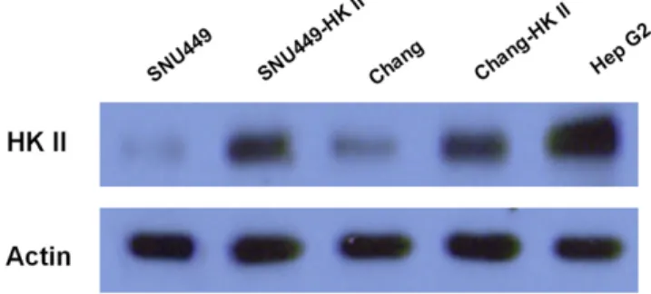 FIGURE 1. Expression profile of HKII in established stable cells. Expression of HKII is significantly increased after transfection in both SNU449 human HCC cell line and control Chang cells