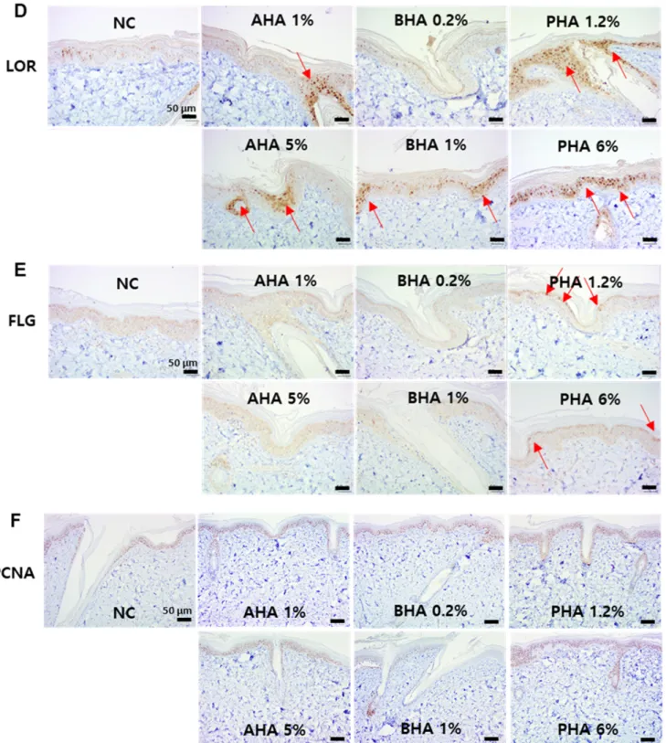 Figure 6. Immunohistochemical staining of key protein components of the skin epidermis Immunohistochemical images 