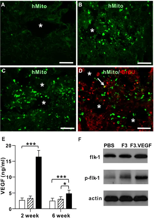 Figure 1. Ex vivo delivery of VEGF carried by human neural stem cells (NSCs) to the injured spinal cord
