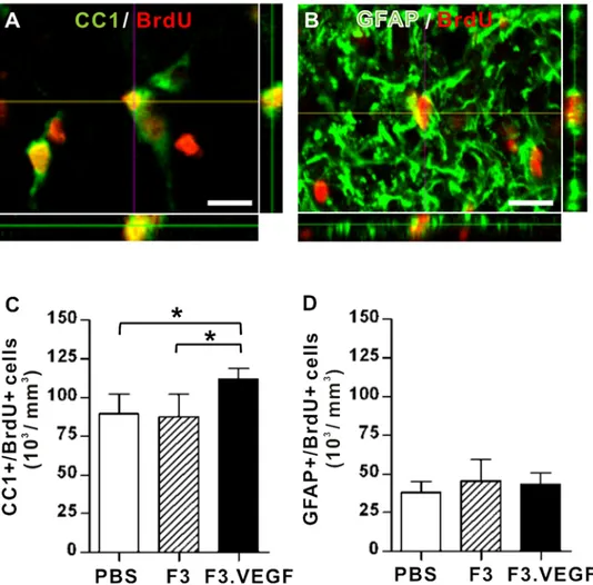 Figure 4. Long term fate of early proliferating glial progenitor cells. (A–B) Confocal images of BrdU incorporated cells colocalized with mature oligodendrocyte marker CC1 (A) and astrocyte marker GFAP (B)