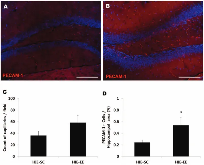Figure 6. Environmental enrichment enhanced endogenous angiogenesis in the frontal cortex and striatum
