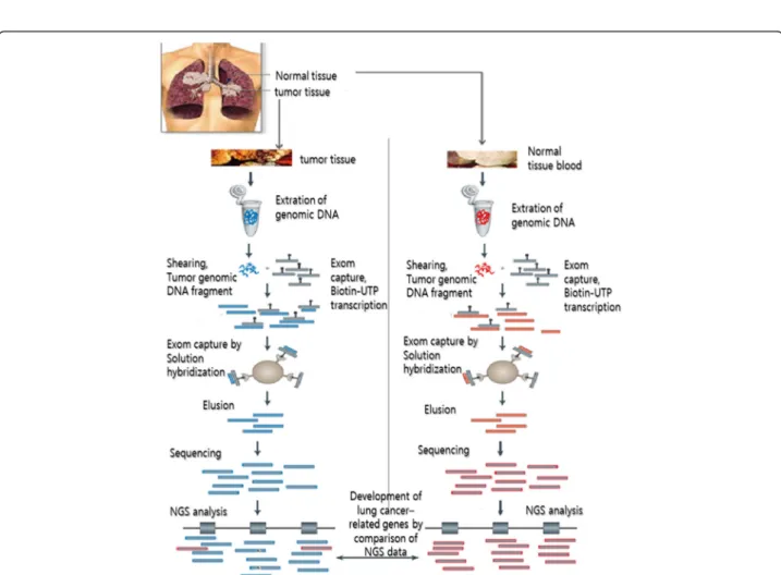 Fig. 1 Strategy for detecting lung cancer-related genes using exom sequencing based on NGS in LCINS tissues