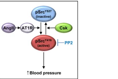 Fig 6. The working model of blood pressure regulation by Csk and Angiotensin II through Src