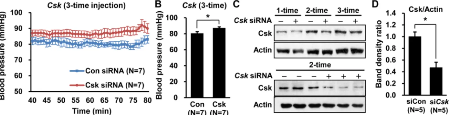 Fig 3. Increase in blood pressure in 3-time Csk siRNA-injected mice and change in protein levels in Csk siRNA-injected mice