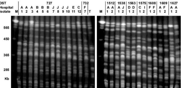 FIG. 2. Representative PFGE patterns of C. albicans obtained by restriction endonuclease analysis of genomic DNA using BssHII (REAG-B)