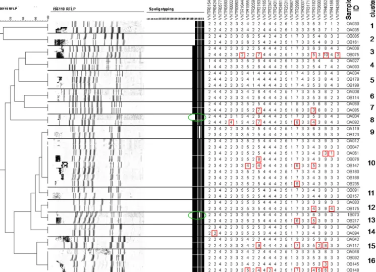 FIG. 3. Comparison between RFLP clusters, MIRU-VNTR patterns, and spoligotyping of M. tuberculosis isolates from the Republic of Korea