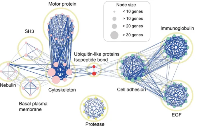 Fig 2. Analysis of gene function enrichment and construction of functional network. Each cluster is represented as a yellow circle, in which nodes show all terms included in the cluster