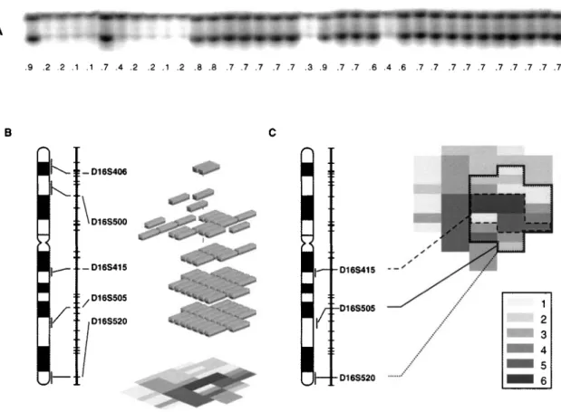 Figure 2 Assembly of whole-organ histologic and genetic maps. (a) Example of a marker D16S541 tested on multiple mucosal samples from the same cystectomy specimen (map 4)
