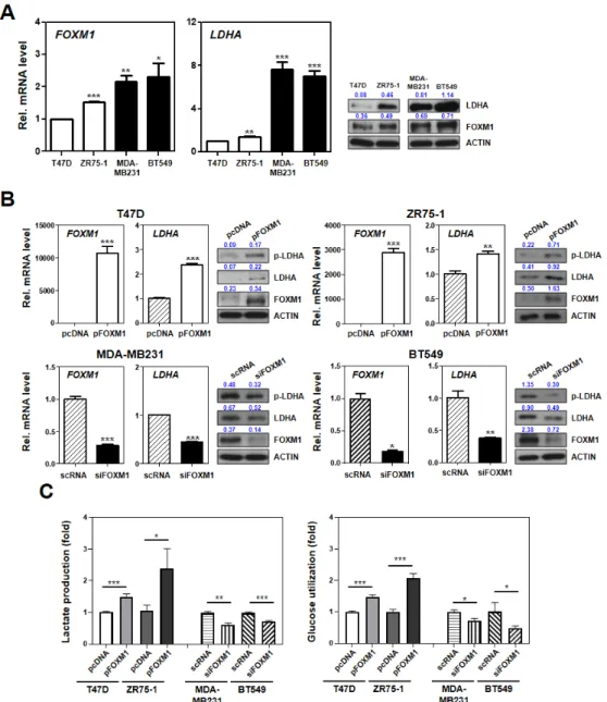 Figure 4. FOXM1 regulates LDHA expression, glucose utilization, and lactate production in breast 