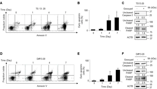 Figure 2. Gossypol causes apoptosis in both glioblastoma tumor sphere and differentiated cells.