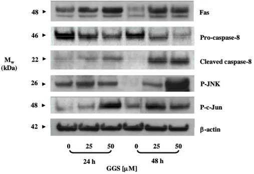 Figure 4. Guggulsterone increases the protein levels of Fas, p-JNK, p-c-Jun, 