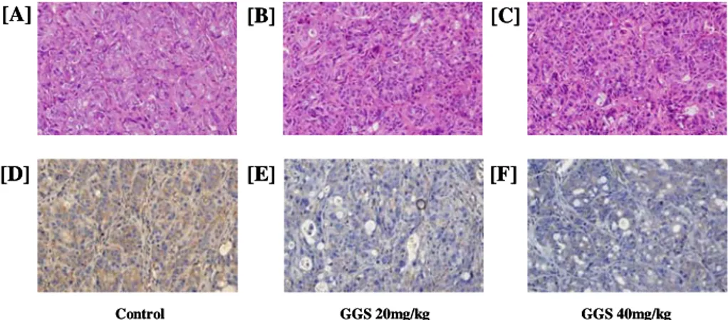 Figure 6. Guggulsterone decreases the levels of Bcl-2 in HT-29 xenograft  mice. Viable HT-29 cells (1x10 7 ) were injected subcutaneously into the flanks 
