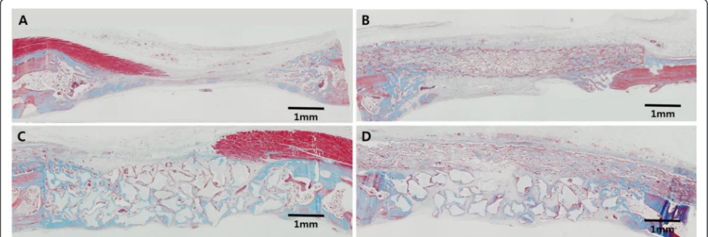 Fig. 3 Histologic view after 2 weeks of healing, showing – (a) control group; defect is mainly occupied by the overlying soft tissues that had collapsed into the space