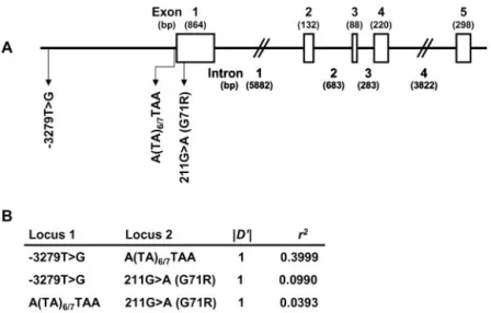 Fig. 1. Schematic presentation of the UGT1A1 gene (A), and LD coefficients (B).