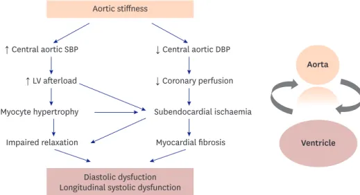 Figure 5.  Pathophysiologic relationship between arterial stiffness and LV dysfunction