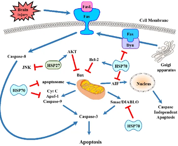 Figure  2.  Brain  injury  induces  apoptotic  cell  death  by  distinct  pathways.  The  intrinsic  pathway  is  centered  around  signals  emanating  from  the  mitochondria,  whereas  the  extrinsic  or   receptor-mediated pathway begins when death rece