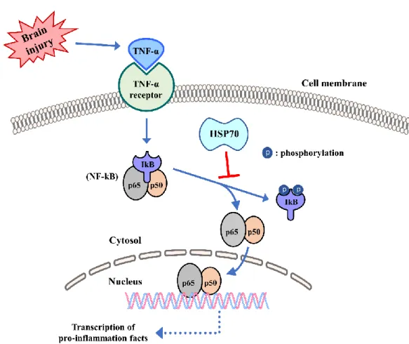 Figure 3. Influence of HSPs in innate immunity. Following ischemic stroke, HSPs have been shown  to  inhibit  the  activation  of  the  transcription  factor  NF-kB  and  to  prevent  its  nuclear  translocation