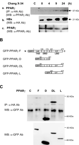 Fig. 2. Interaction of PPARQ with HBx in vivo. A: After treating Chang X-34 cells with 2 Wg/ml doxycycline, (a) the cell lysate was immunoprecipitated with anti-HA monoclonal antibody and  ana-lyzed on 10% sodium dodecyl sulfate^polyacrylamide gel  electro