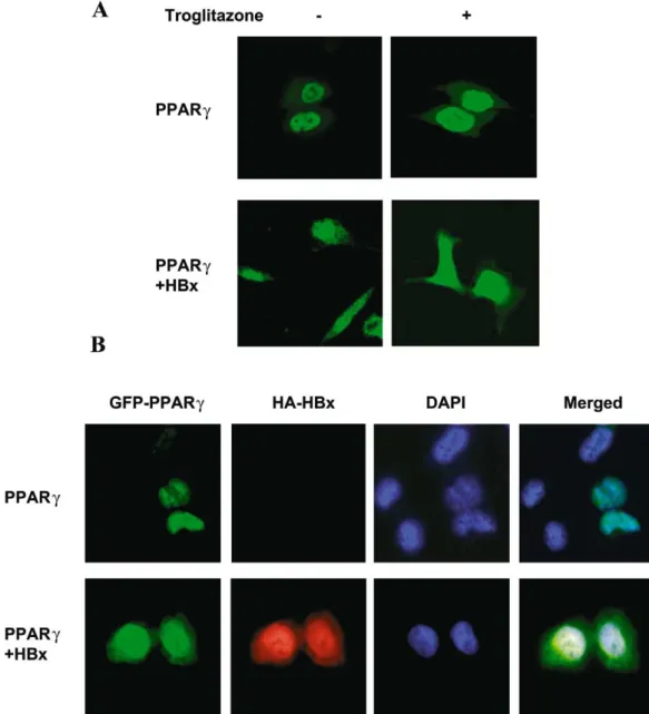 Fig. 3. Colocalization of PPARQ with HBx. A: pEGFP-PPARQ with or without pSVX-HBx was transfected into Chang liver cells and treated with or without 20 WM troglitazone for 20 h, cells were observed under a confocal microscope