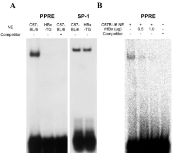Fig. 5. The lower PPRE binding of NE from HBx-TG mouse liver tissues. A: NE (5 Wg) from control C57BL/6 and from HBx-TG mouse liver were analyzed by EMSA