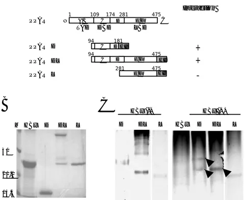 Figure 2. Interaction of PPAR γ  with HBx in vitro. (A) A schematic diagram of His-