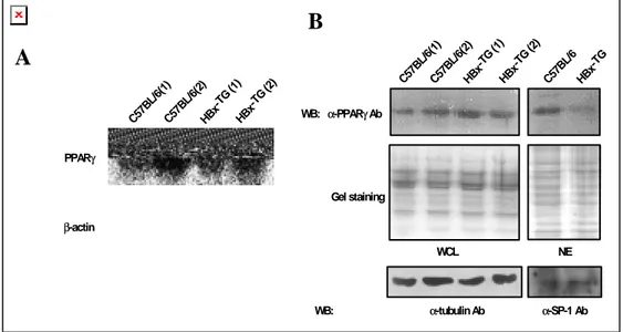 Figure 4. Reduced PPAR γ  protein level in the nucleus of HBx-TG mouse liver. (A)  Northern blot showing the mRNA expression of PPAR γ  in HBx-TG mouse liver and in  the control C57BL/6