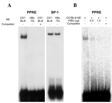 Figure 5. Lower PPRE binding of NE from HBx-TG mouse liver tissues. (A) Five  micrograms of NE from control C57BL/6 and HBx-TG mouse liver was analyzed by  EMSA, as described in Materials and Methods