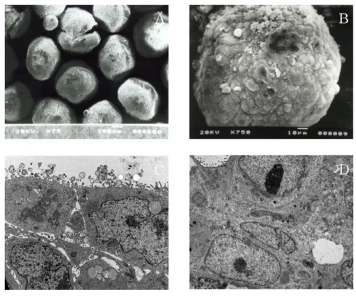Figure 1. Scanning electron micrographs(A,B)  and Transmission  electron micrographs(C,D) of  HT-29 spheroid cells