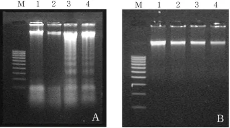 Figure  2.  Analysis  of  DNA  fragmentation  on  HT-29  monolayer  cells  (A)  and  HT-29  spheroid  cells  (B)  treated  with  arsenic  trioxide  for  48  h