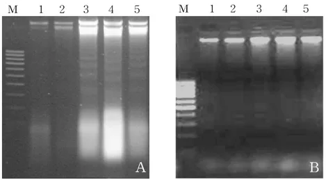 Figure  3.  Analysis  of  DNA  fragmentation  on  HT-29  monolayer  cells  (A)  and  HT-29  spheroid  cells  (B)  treated  with  taxol  for  48  h
