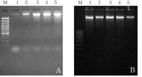 Figure  4.  Analysis  of  DNA  fragmentation  on  HT-29  monolayer  cells(A)  and  HT-29  spheroid  cells(B)  treated  with  the  combination  of  arsenic  trioxide  and  taxol  for  48h