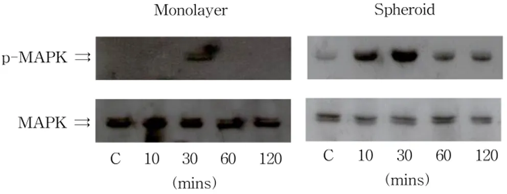 Figure  9.  Immunoblotting  analysis  of  ERK1/2  activation  by  taxol  on  the  monolayer  and  the  spheroid  HT-29  cells