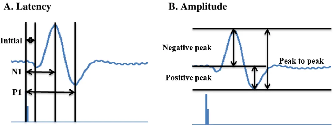 Figure 1. Point of measurement for electrophysiological assessment 