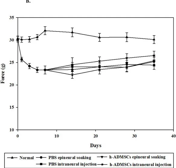 Figure 5. Pain reducing effect of h-ADMSCs on mechanical allodynia   