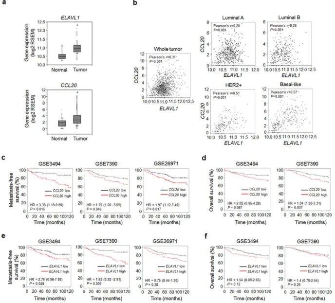 Figure 3.  CCL20 expression is correlated with ELAVL1 expression, distant metastasis-free survival, and overall 