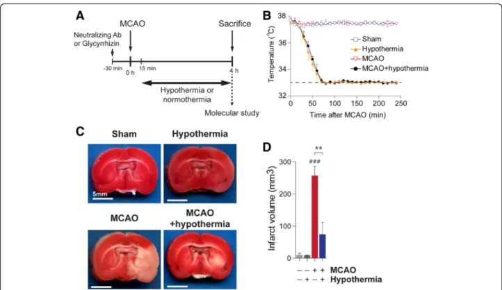 Fig. 1 Hypothermia reduces ischemic infarct volume in MCAO rats. a, An illustration of the experimental schedule