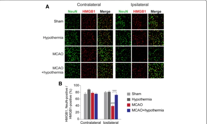 Fig. 4 Hypothermia reverses the decrease in NeuN/HMGB1-double positive cells in MCAO rat brains