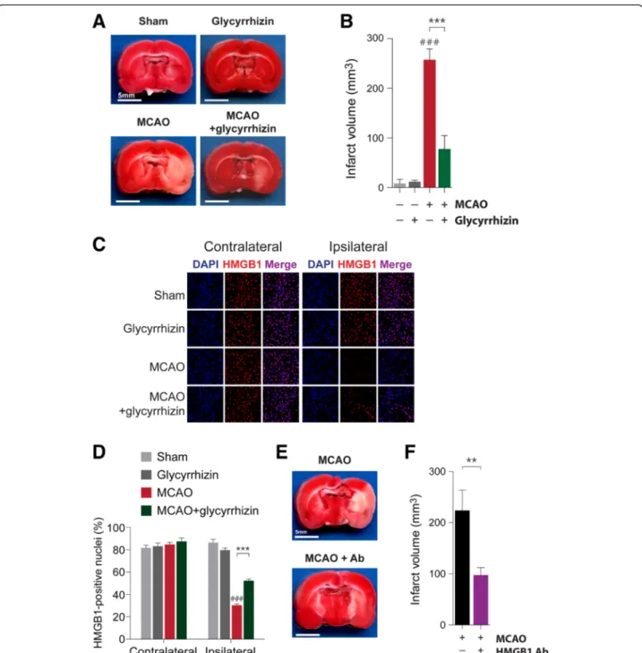 Fig. 5 Glycyrrhizin and HMGB1 neutralizing antibodies reduce MCAO-induced ischemic brain injury