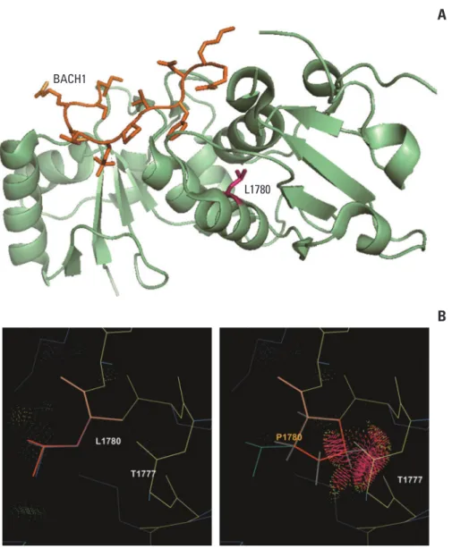 Fig. 2. Structural modeling for BRCA1 p.Leu1780Pro. (A) The p.Leu1780Pro residue is not located on substrate-binding sites