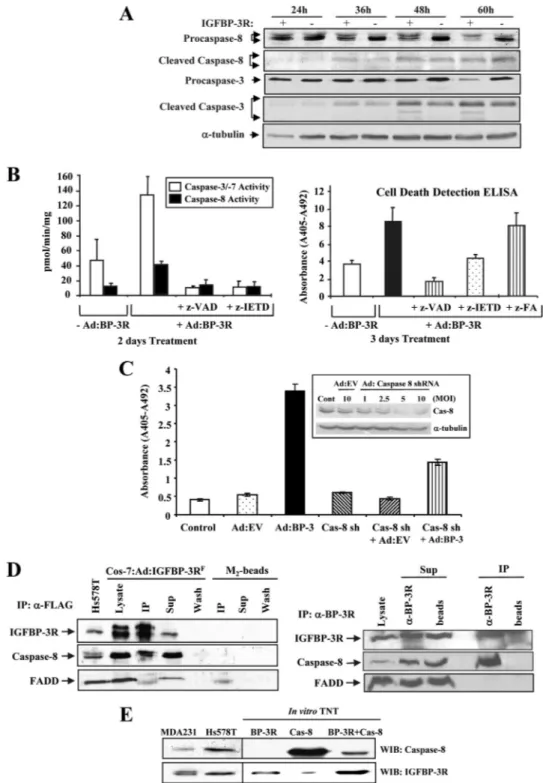 FIGURE 5. Potential mechanism of IGFBP-3/IGFBP-3R-induced caspase-dependent apoptosis