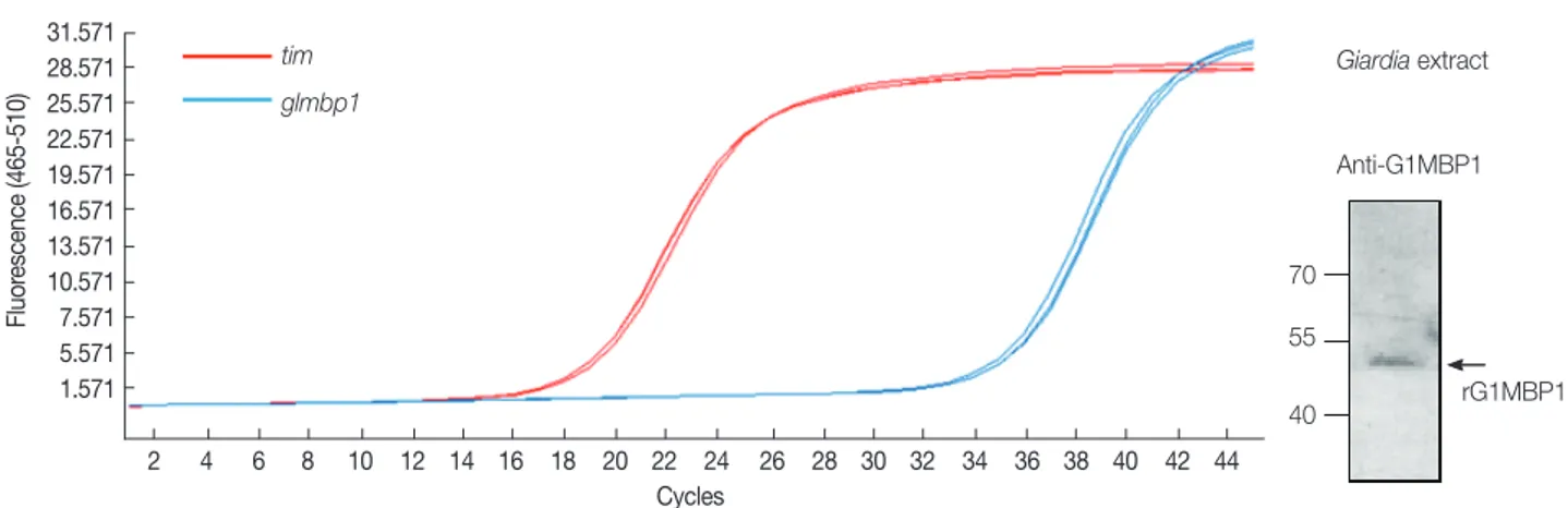 Fig. 2.  In vitro MT-binding assays using rGlMBP1. Ten µg of rGlMBP1 was incubated without or with taxol-stabilized bovine MTs (20  µM), divided into pellet (P) and soluble (S) fractions by ultracentrifugation, and then separated by 12% SDS-PAGE