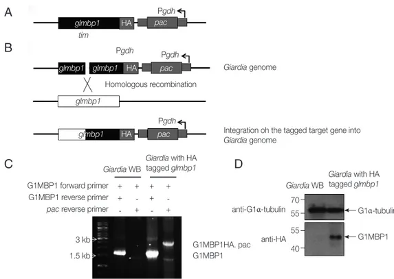Fig. 4.  Expression of HA-tagged GlMBP1 in G. lamblia. (A) A schematic diagram of the plasmid pGlMBP1HA.pac