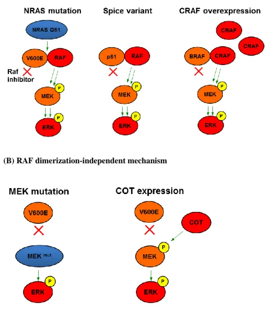 Figure 1. Mechanisms of resistance to RAF inhibitors. (adapted from [18])  (A) RAF dimerization-dependent mechanism 