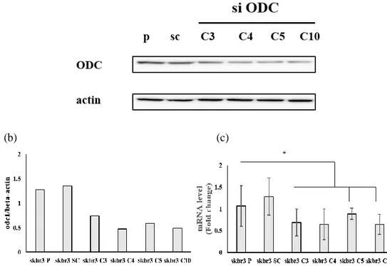 Figure 5. Downregulation of  ODC1 by siRNA (a) ODC expression was analyzed by 