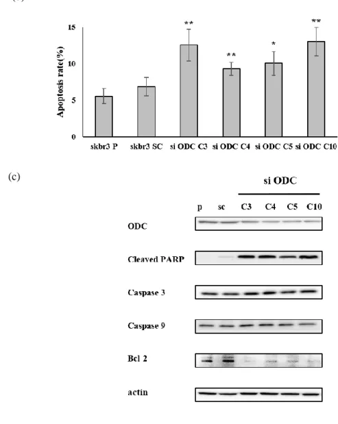 Figure 6. Silencing of ODC1 expression by siODC1 induces apoptosis. 